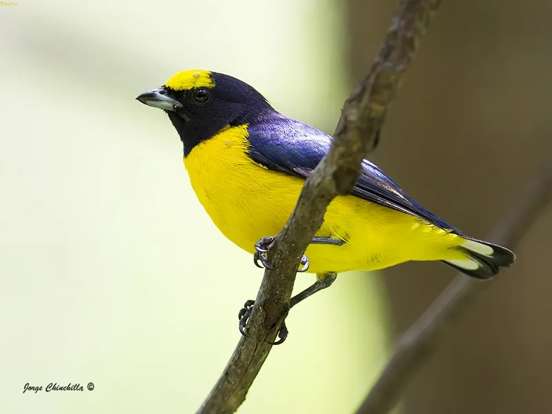 Agi¼io, monjita fina, eufonia gargantinegra